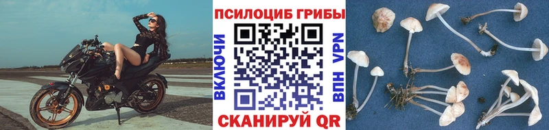 купить закладку kraken зеркало Псилоцибиновые грибы мицелий Козьмодемьянск